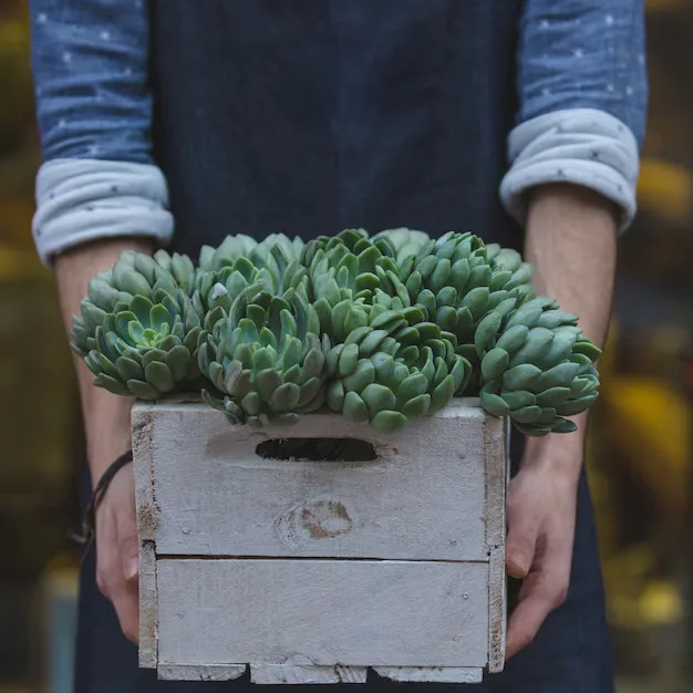 Cultivando Echeverias