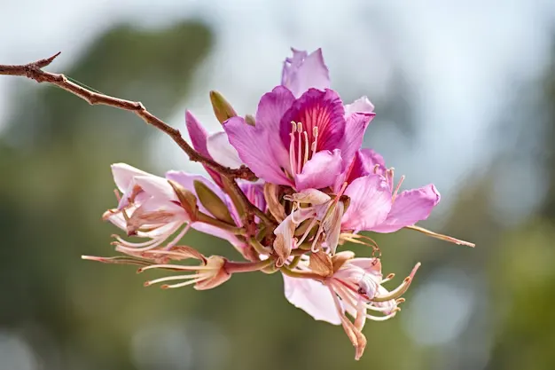 uidados com azaleias