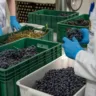 Laboratório de Referência Enológica do RS recebe primeiras uvas para análise da qualidade da safra