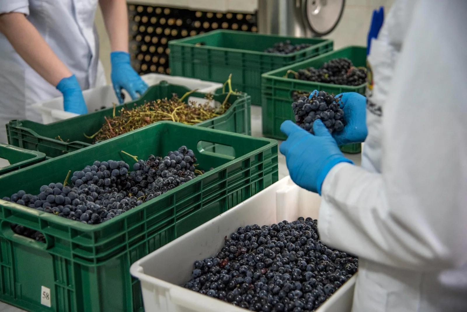 Laboratório de Referência Enológica do RS recebe primeiras uvas para análise da qualidade da safra