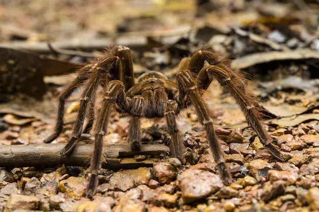 theraphosa-blondi-aranha-comedora-de-passaros-golias