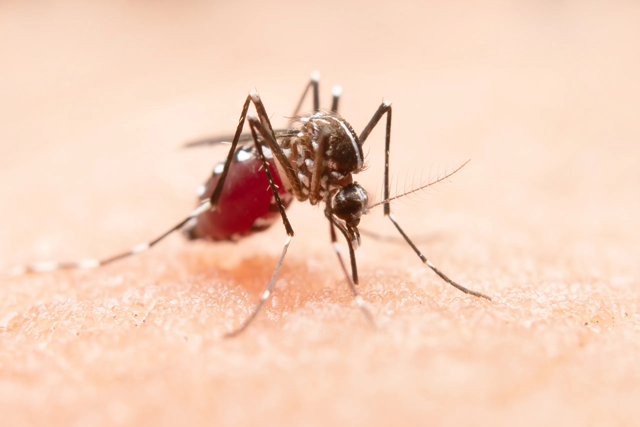 Close-up of a mosquito on human skin