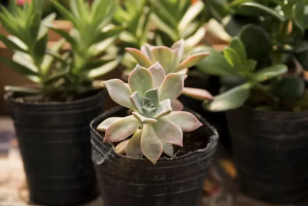 Cultivando Echeverias