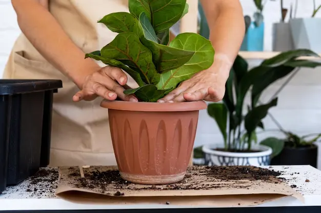 Ficus Lyrata plantado em vaso pequeno recebendo cuidados 