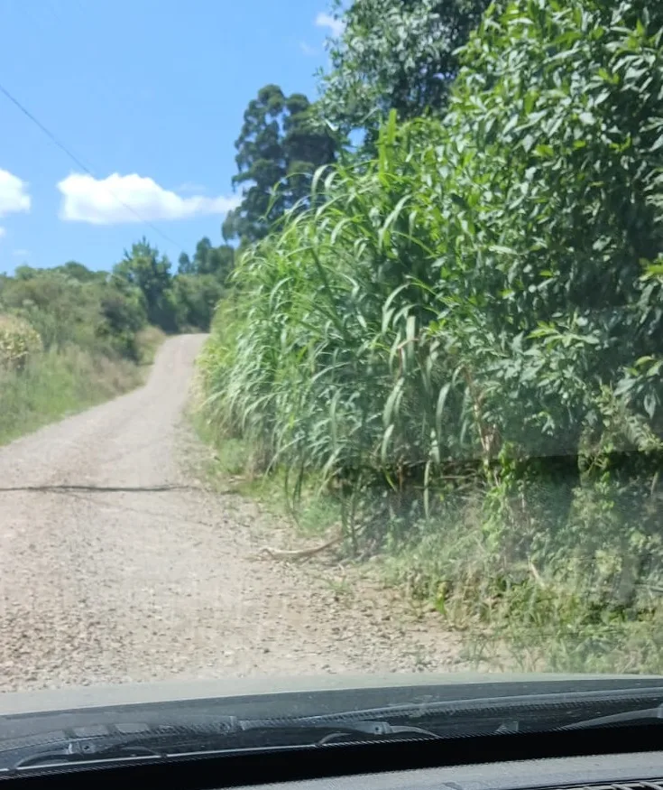 Moradores de Santa Lúcia do Piaí reclamam da falta de roçada nas estradas do interior em Caxias do Sul