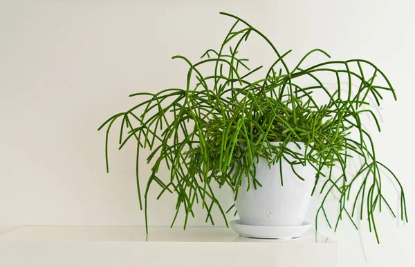 Conhece o Cacto-macarrão Saiba como cuidar do Rhipsalis baccifera