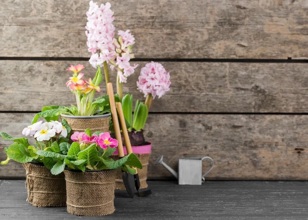 As 4 flores mais fáceis de cuidar para pessoas esquecidas