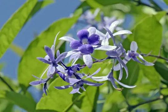 Flor-de-São-Miguel 6 dicas para a trepadeira perfeita para pergolados