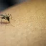 Como espantar mosquitos da sua casa com um truque simples