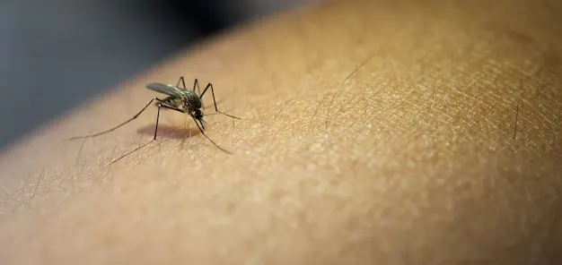 Como espantar mosquitos da sua casa com um truque simples