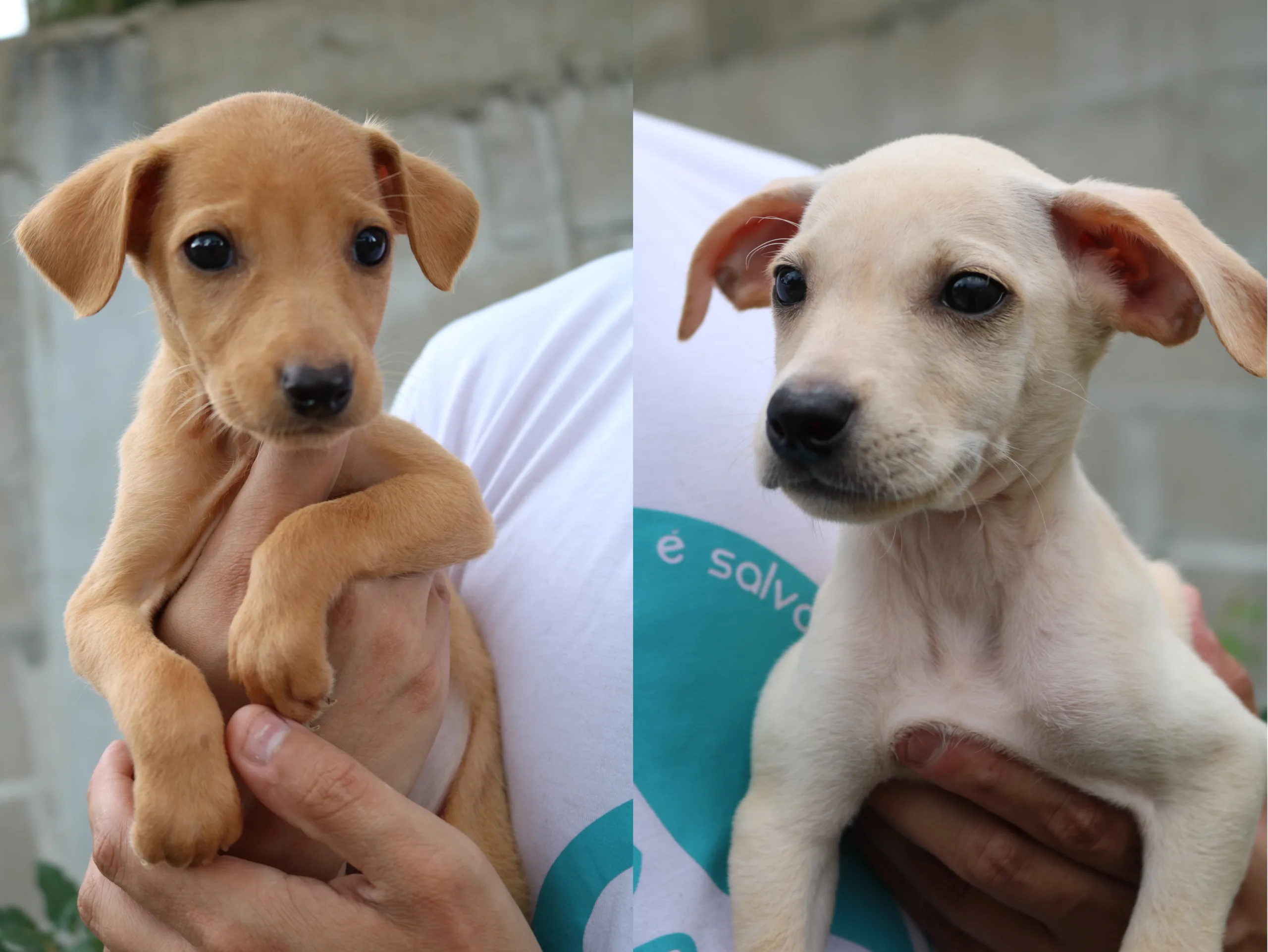 Feira de adoção de cães ocorre sábado (8) em Caxias do Sul