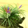 10 curiosidades sobre a Bromélia Tillandsia, que não precisa de terra e água