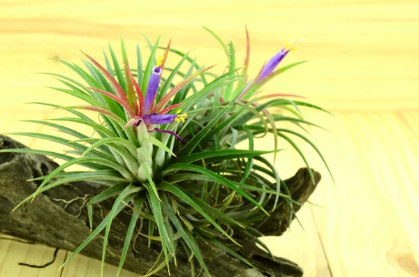 10 curiosidades sobre a Bromélia Tillandsia, que não precisa de terra e água