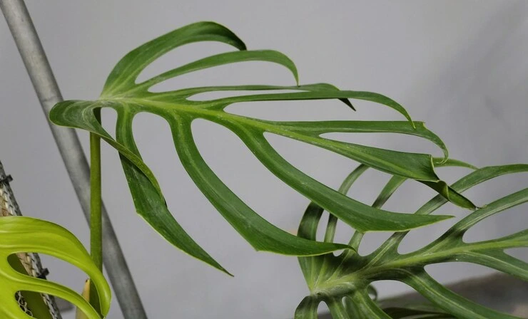 Monstera Burle Marx - Foto by Freepik