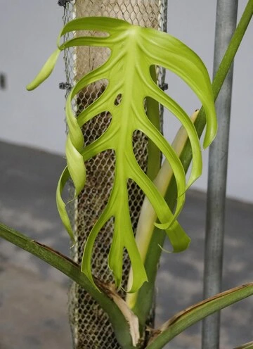 Monstera Burle Marx - Foto by Freepik