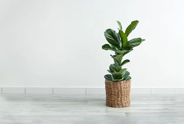 Ficus Lyrata plantado em vaso e colocado em ambiente iluminado