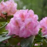 RODODENDRO