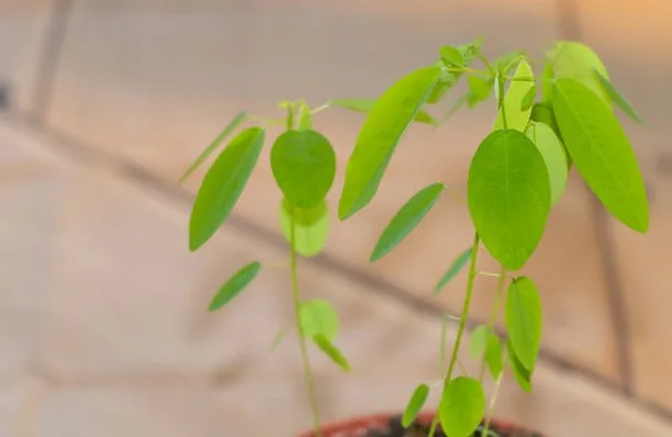 Planta dançarina 8 benefícios da inusitada desmodium gyrans