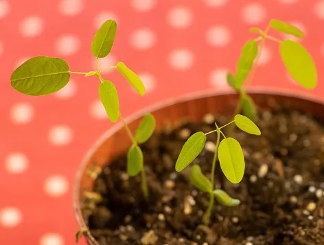 Planta dançarina 8 benefícios da inusitada desmodium gyrans