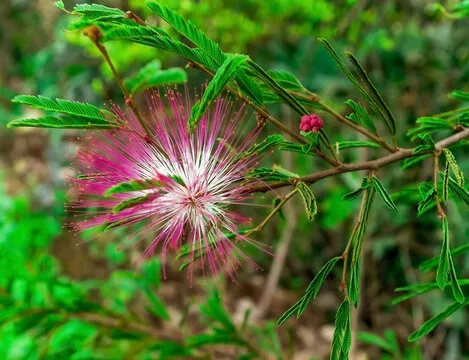 5 dicas para a Esponjinha planta colorida e super fácil de cuidar