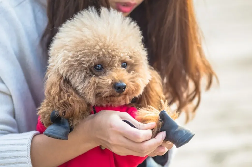 Os 3 melhores cães para quem nunca teve um pet antes