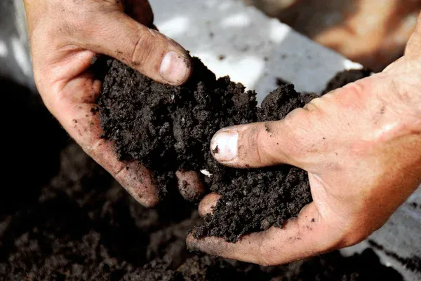 Húmus de minhoca conheça sua composição e as 5 plantas que mais gostam