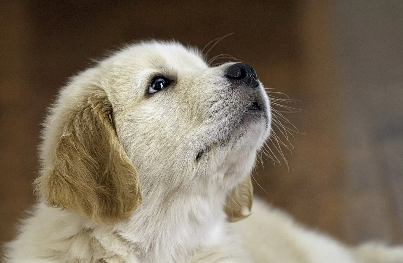 6 cuidados essenciais com filhotes de cão nos primeiros meses de vida