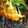 8 dicas de cultivo para Brugmansia suaveolens, o Lírio trombeta