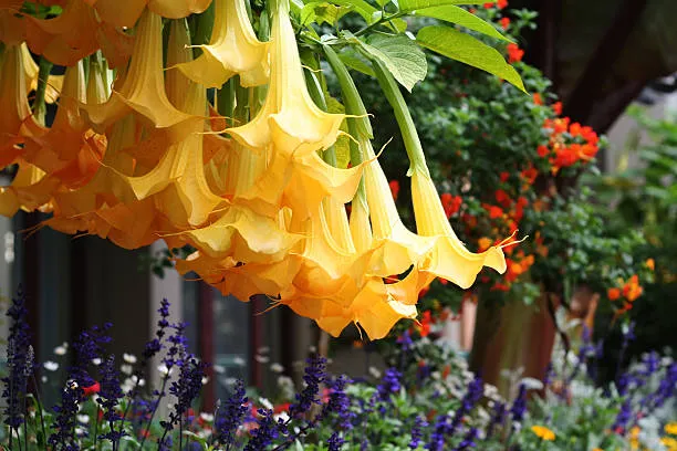 8 dicas de cultivo para Brugmansia suaveolens, o Lírio trombeta