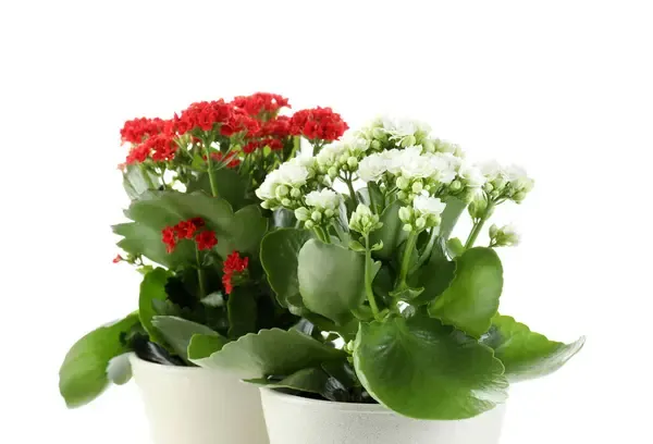 5 dicas para sua Kalanchoe florescer mais rápido