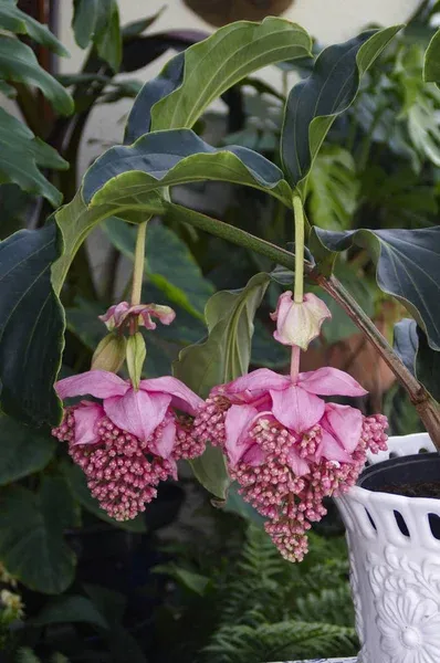 Medinilla Magnífica