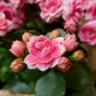 5 dicas para sua Kalanchoe florescer mais rápido