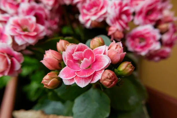 5 dicas para sua Kalanchoe florescer mais rápido