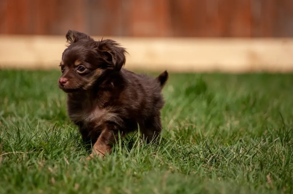 6 cuidados essenciais com filhotes de cão nos primeiros meses de vida