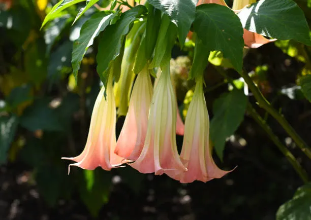 8 dicas de cultivo para Brugmansia suaveolens, o Lírio trombeta