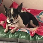 Jade, cachorra da raça pinscher. | Foto: Redes Sociais / Reprodução