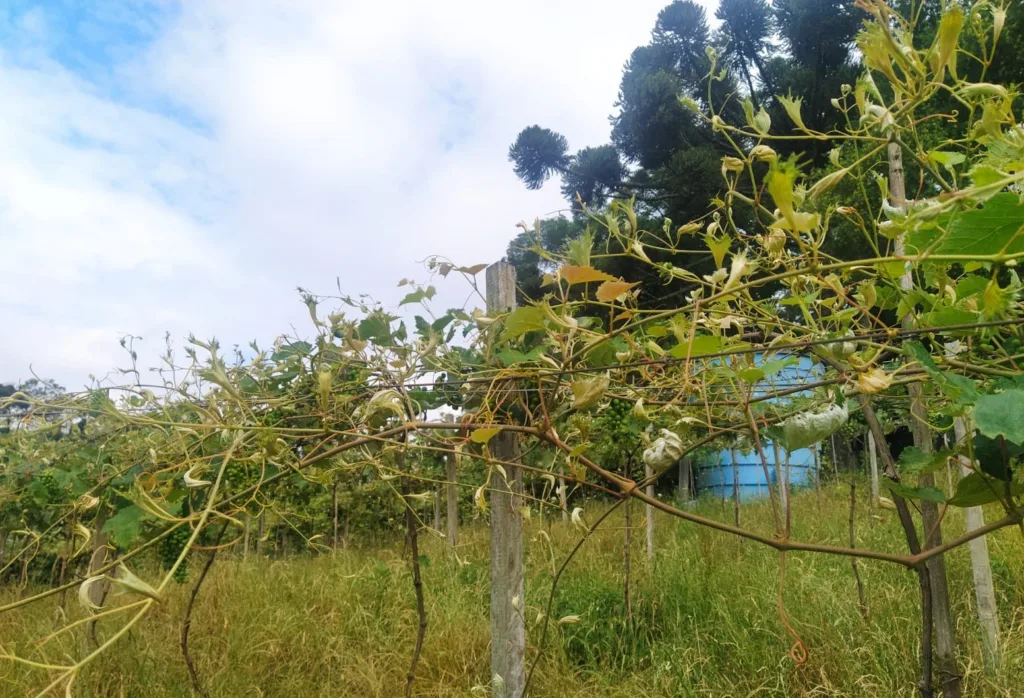 Abertas inscrições para o 7º Horti Serra Gaúcha Abertas inscrições para o 7º Horti Serra Gaúcha