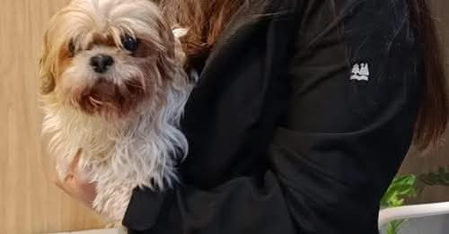 A cadela Meghi foi devolvida à sua família na tarde de quarta-feira (16).