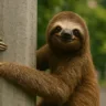 Como lidar com um bicho-preguiça encontrado no muro ou poste