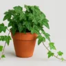 Como podar e cuidar da Hedera para um crescimento saudável