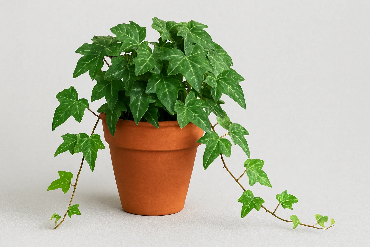 Como podar e cuidar da Hedera para um crescimento saudável