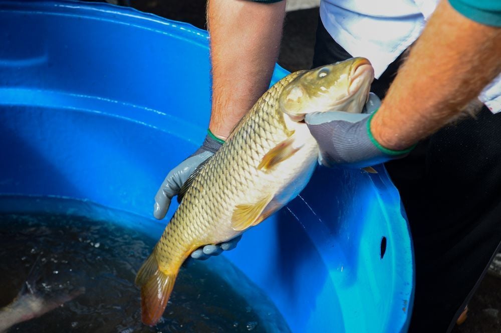 Feira do Peixe Vivo. Divulgação SMAPA.