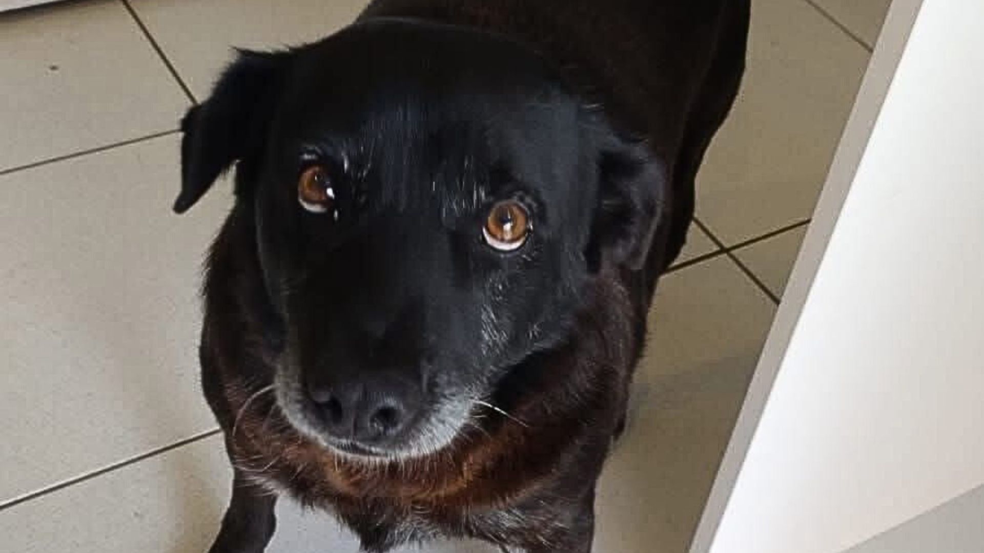 O cão Negão foi localizado por uma moradora de São José dos Ausentes após dias de buscas e está sob os cuidados de uma tutora. Foto: Reprodução/Redes sociais.
