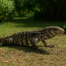 O que significa encontrar um teiú no jardim e como espantar com segurança