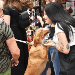 adoção animal feira nova petrópolis