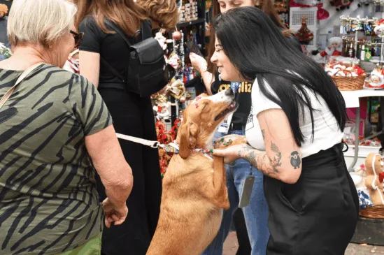 adoção animal feira nova petrópolis