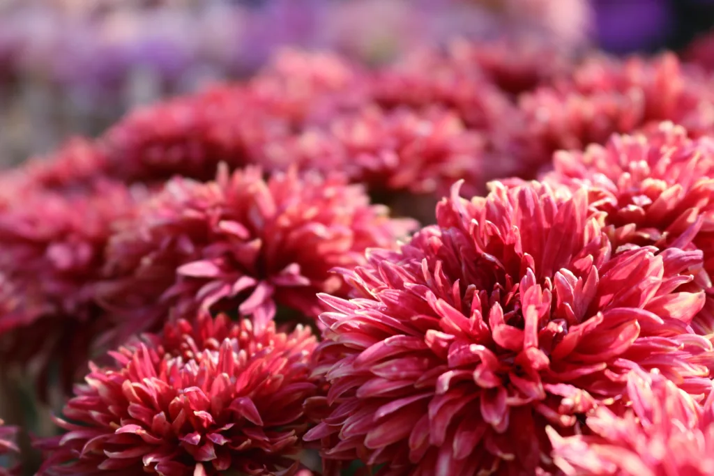 5 cuidados com o crisântemo para manter flores vibrantes por mais tempo - foto by freepik