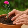 5 passos para fazer mudas de cravo e multiplicar no jardim