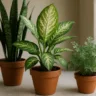 3 plantas para proteger contra a inveja e mau-olhado que você pode ter em casa
