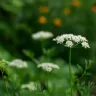 3 benefícios do cominho no jardim que vão além do tempero
